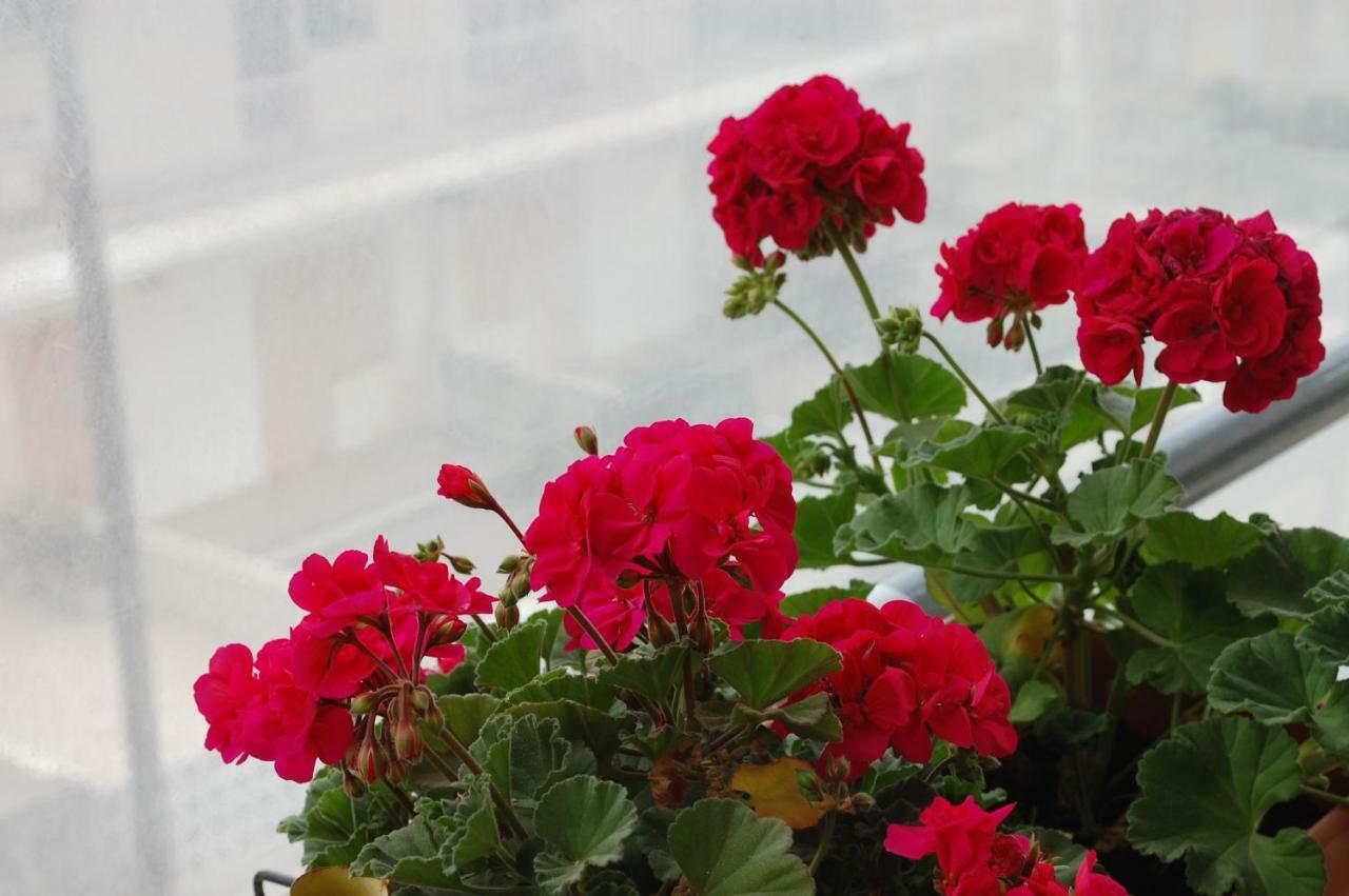 Peraía Cosy Home Boutique Apartment מראה חיצוני תמונה